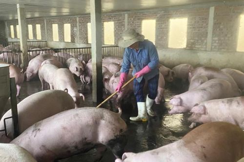 Mật độ chăn nuôi toàn tỉnh đến năm 2030 không quá 1 đơn vị vật nuôi/ha đất nông nghiệp