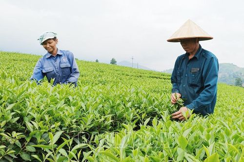 Nông dân Lào Cai thu hoạch gần 23 nghìn tấn chè búp tươi