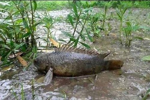 Nhớ mùa bắt cá rô đồng