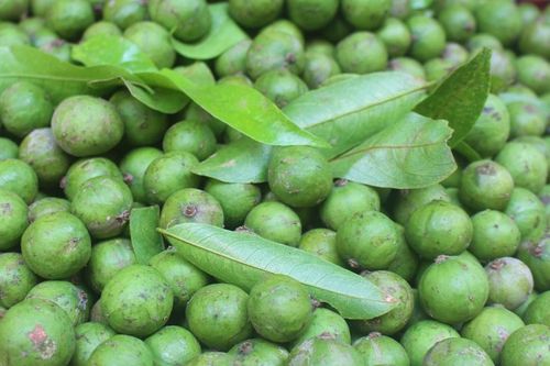 Tác dụng thần kỳ của quả sấu với sức khỏe và sắc đẹp