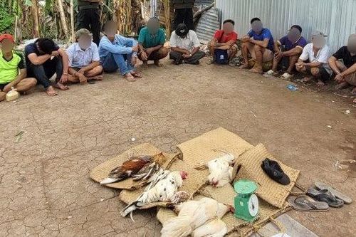 Bắt quả tang 18 đối tượng tham gia đá gà ăn tiền