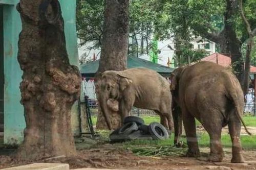 Vườn thú Hà Nội lên tiếng vụ Voi bị xích chân