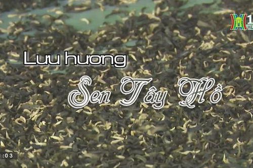 Lưu hương Sen Tây Hồ| Người Hà Nội| 06/08/2023