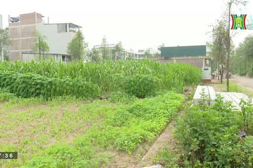 Nhiều hộ dân vẫn chưa được giao đất dịch vụ