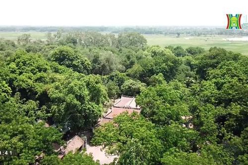 Độc đáo rừng Lim cổ thụ