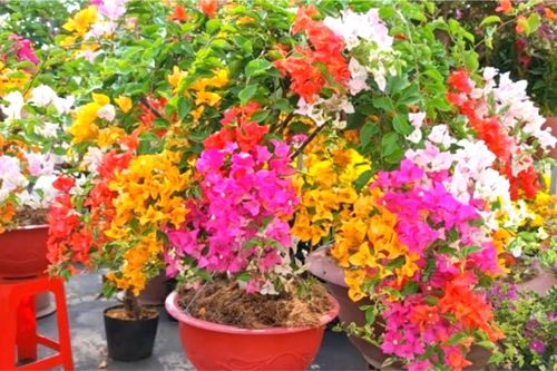 Làm sao để hoa giấy nở nhiều?