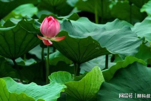 Một nắm lá sen khô là liều thuốc chữa bách bệnh, không khác gì có báu vật trong tay