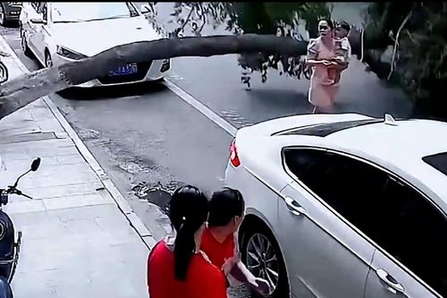 Cây xanh bật gốc, 2 mẹ con thoát chết trong gang tấc