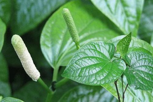 Lá lốt trị được bệnh gì?