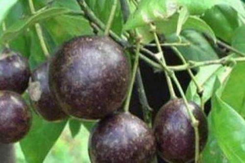 Độc tính alcaloid trong thực vật, phòng ngừa thế nào?
