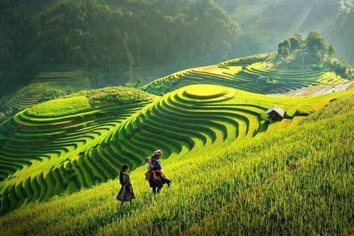 Khám phá Mù Cang Chải mùa lúa chín từ máy bay trực thăng