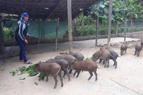 Thoát nghèo nhờ nuôi lợn rừng
