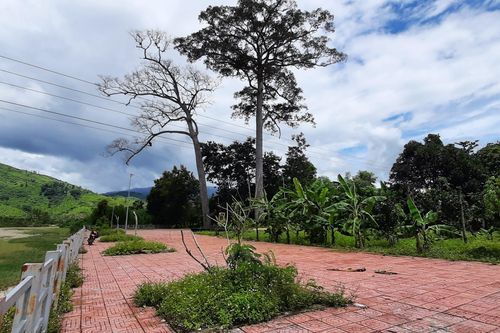 Cây di sản hàng trăm tuổi ở Khánh Hòa bị chết
