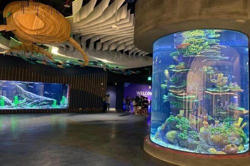 Thủy cung mới mở ở Hà Nội có gì đặc biệt thu hút giới trẻ?