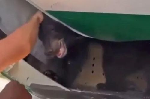 Máy bay Iraq bị trì hoãn vì gấu trốn khỏi khoang hàng hóa