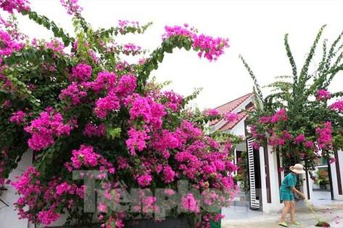 Những cổng hoa giấy khoe sắc rực rỡ ở xã nông thôn mới