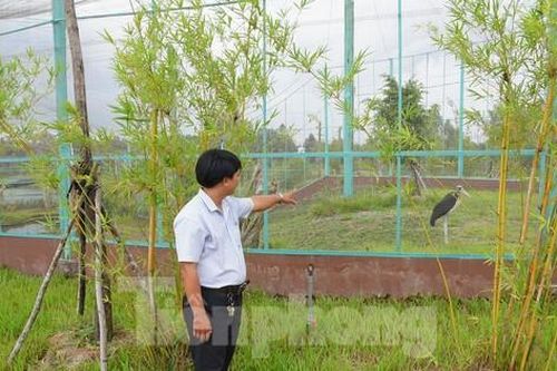 Cận cảnh nơi bảo tồn sếu đầu đỏ tại Vườn Quốc gia Tràm Chim