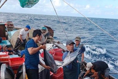 Lý do một ngư dân cứ ra khơi là thu về tiền tỷ