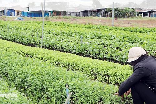 Ứng dụng công nghệ cao trong sản xuất nông nghiệp ở Đồng Nai