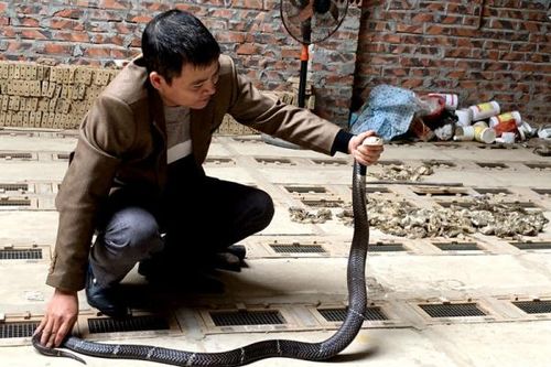 Hai bài thơ về người bán rắn