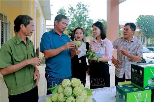 Gia tăng giá trị trái na Đông Triều
