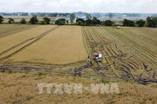 Đồng Tháp có hơn 69% giống lúa chất lượng cao phục vụ xuất khẩu