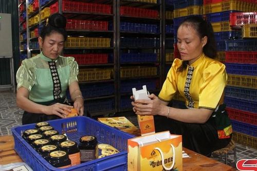 Thương hiệu tỏi đen Yên Châu