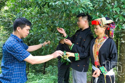 Hồi - cây chủ lực của người Dao ở Cao Biền