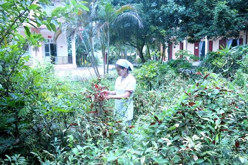 Xây dựng được trên 160 vườn thuốc nam