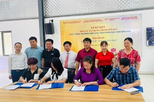 Quảng Ninh: Liên kết chuỗi tiêu thụ sản vật bản địa lợn Móng Cái