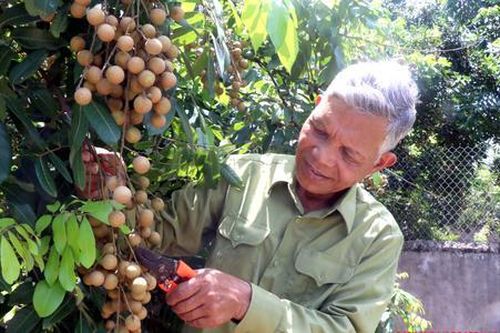 Nhãn lồng Hưng Yên trước áp lực thị trường: các HTX tìm lối đi riêng