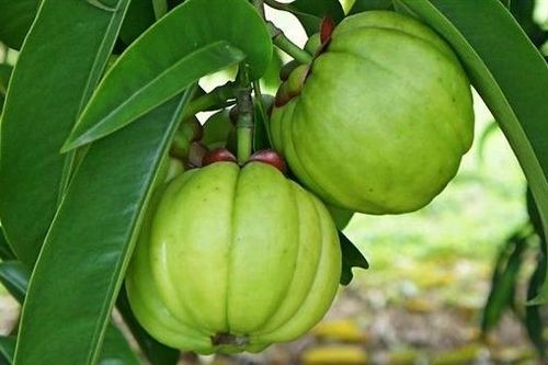 Dùng thuốc giảm cân, bé 13 tuổi phải nhập viện