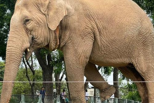 'Việc xích voi để đảm bảo an toàn cho quản tượng và người trực tiếp chăm sóc'