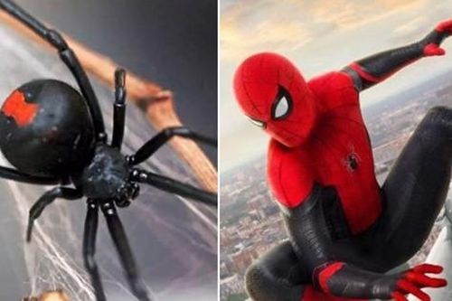 Bé trai 8 tuổi cho nhện Góa Phụ Đen cắn vì muốn thành Người Nhện, tình trạng ra sao?