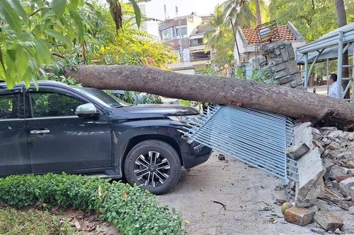Cây xà cừ bật gốc, đè bẹp xe ô tô