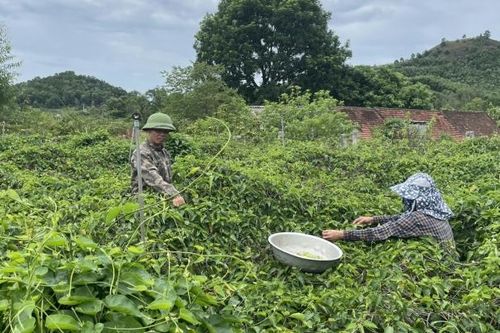Nông dân thu nhập cao nhờ cây hoa thoảng hương thơm