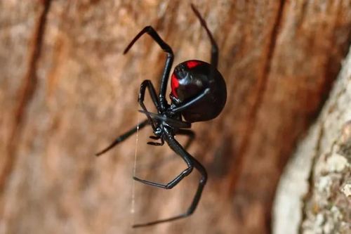 Cậu bé 8 tuổi nhập viện vì cho nhện cắn để trở thành 'Spider Man'