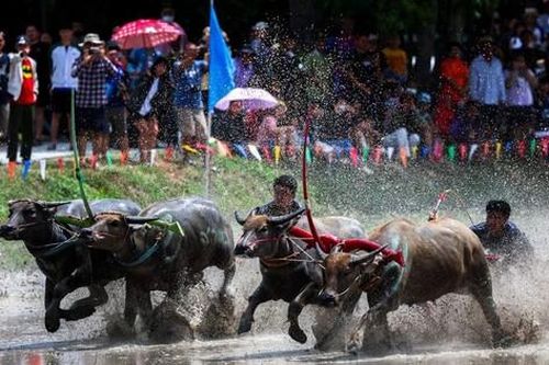 Thái Lan mở đầu mùa lúa bằng lễ hội đua trâu gay cấn