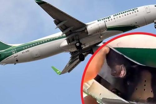 Máy bay hoãn cất cánh vì gấu xổng chuồng trong khoang chứa hàng hóa