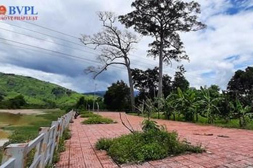 Cây di sản 250 năm tuổi tại Khánh Sơn, Khánh Hòa chết chưa rõ nguyên nhân