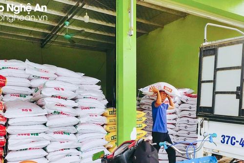 Giá thức ăn chăn nuôi giảm, nhiều địa phương ở Nghệ An tích cực tái đàn