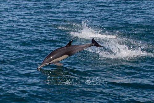 Cảnh báo nguy cơ tuyệt chủng loài cá heo vaquita