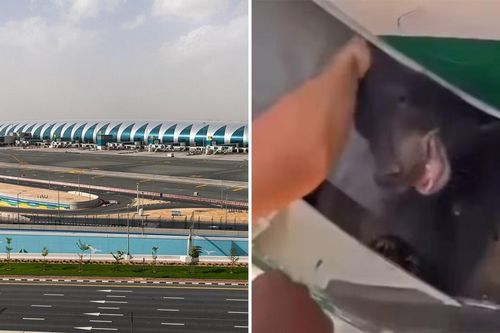 Gấu sổng chuồng xuất hiện trong chuyến bay đến Dubai