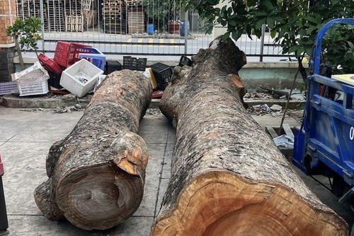Bình Dương: Danh tính kẻ táo tợn công khai đốn hạ nhiều cây xà cừ mang đi bán