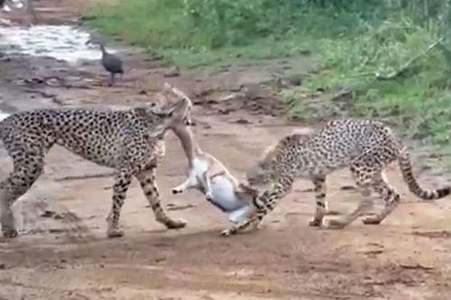 CLIP: Mãn nhãn trước màn đua tốc độ và hạ gục con mồi cực kỳ ấn tượng của hai 'báo thủ'
