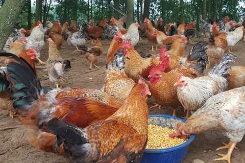 Tận dụng thế mạnh địa phương phát triển kinh tế tập thể
