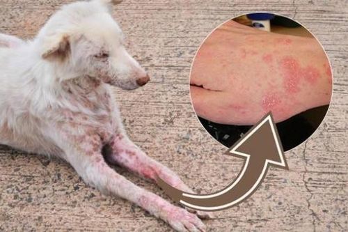 8 loại bệnh bạn có thể bị lây nhiễm từ thú nuôi và cách phòng ngừa