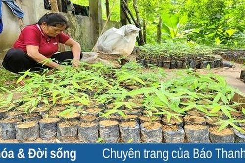 Tiếng thở dài ở Cao Hoong
