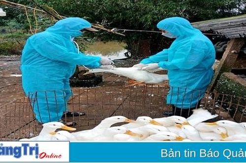 Tỉ lệ tiêm phòng gia súc gia cầm đạt thấp