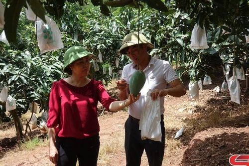 Xây dựng, nhân rộng các mô hình khuyến nông hiệu quả